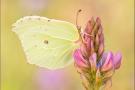 Zitronenfalter (Gonepteryx rhamni) 11