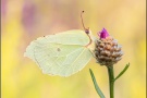 Zitronenfalter (Gonepteryx rhamni) 13