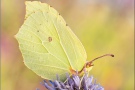 Zitronenfalter (Gonepteryx rhamni) 14
