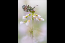 Aurorafalter (Anthocharis cardamines) 15