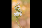 Aurorafalter (Anthocharis cardamines) 12