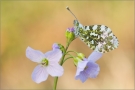 Aurorafalter (Anthocharis cardamines) 11