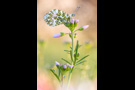 Aurorafalter (Anthocharis cardamines) 16