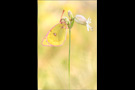 Alpen-Gelbling (Colias phicomone) 01