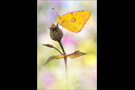 Goldene Acht (Colias hyale) 01