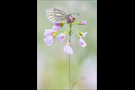 Grünaderweissling (Pieris napi) 03