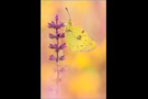 Hufeisenklee-Gelbling (Colias alfacariensis) 01