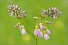 Aurorafalter (Anthocharis cardamines) 08