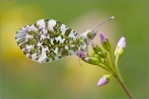 Aurorafalter (Anthocharis cardamines) 01