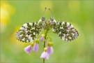 Aurorafalter (Anthocharis cardamines) 02