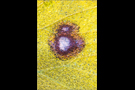 Postillon (Colias croceus) 04