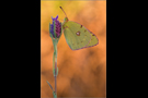 Postillon (Colias croceus) 01