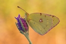 Postillon (Colias croceus) 05