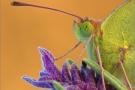 Postillon (Colias croceus) 02