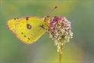 Postillon (Colias croceus) 06