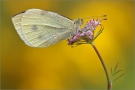 Großer Kohlweißling (Pieris brassicae) 01