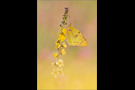 Postillon (Colias croceus) 07