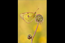 Postillon (Colias croceus) 09