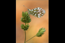 Aurorafalter (Anthocharis cardamines) 07