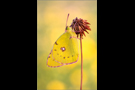 Postillon (Colias croceus) 08