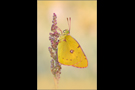 Postillon (Colias croceus) 04