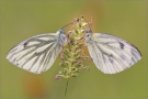 Rapsweißling (Pieris napi) 02