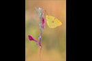 Postillon (Colias croceus) 06