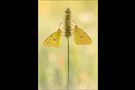 Postillon (Colias croceus) 07