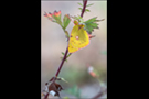 Postillon (Colias croceus) 10