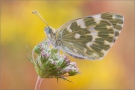 Resedafalter (Pontia edusa) 04