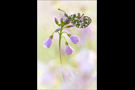 Aurorafalter (Anthocharis cardamines) 14